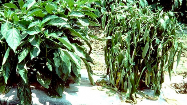 Bệnh héo xanh trên cây ớt và cách phòng trị