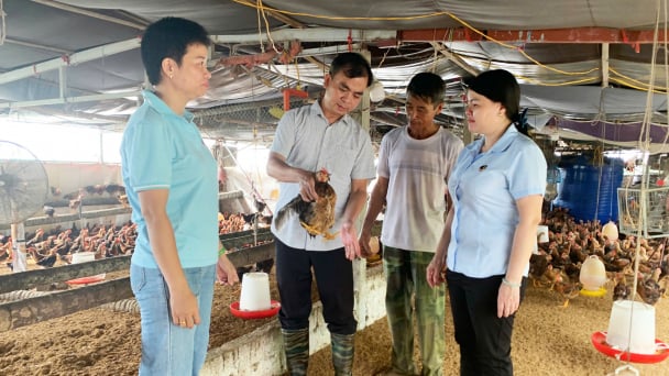 Nuôi gà VietGAHP liên kết, xuất chuồng tới đâu bán hết tới đó