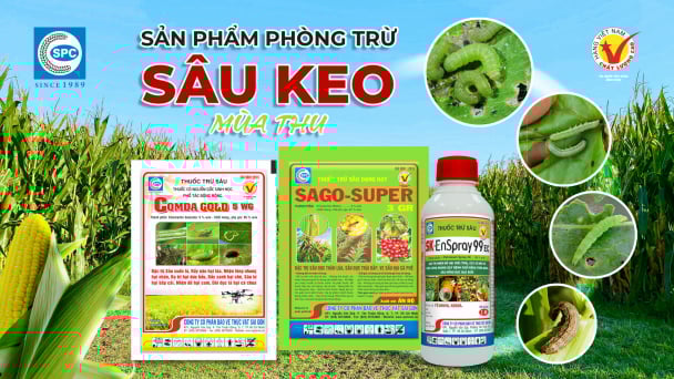Sâu keo mùa thu và cách phòng trừ