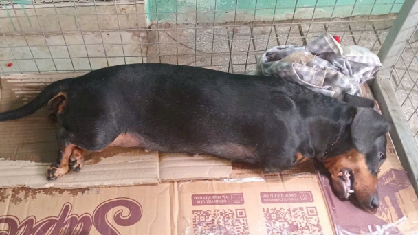 Bệnh dại đang ở mức báo động