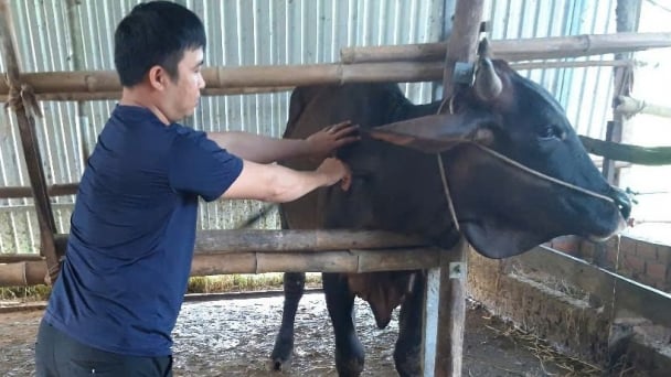 Tiêm vacxin phòng bệnh đàn vật nuôi cần đạt tối thiểu 80%