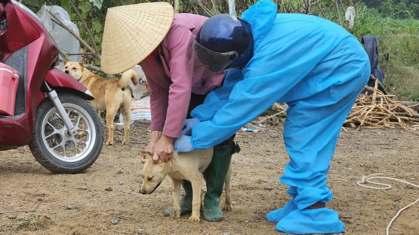 Hỗ trợ 100% kinh phí tiêm vacxin dại chó và 50% bệnh viêm da nổi cục