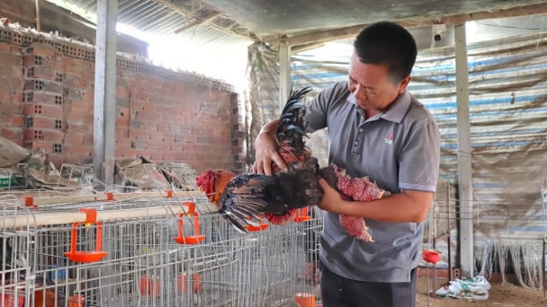 Nuôi con đặc sản, thị trường ngách cho chăn nuôi nông hộ: [Bài 3] Nuôi gà Đông Tảo thuần chủng