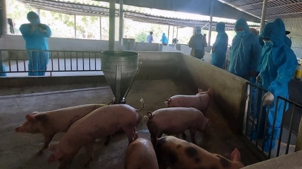 Đầu tư dự án khu chăn nuôi lợn giống và thương phẩm trên 900 tỉ đồng