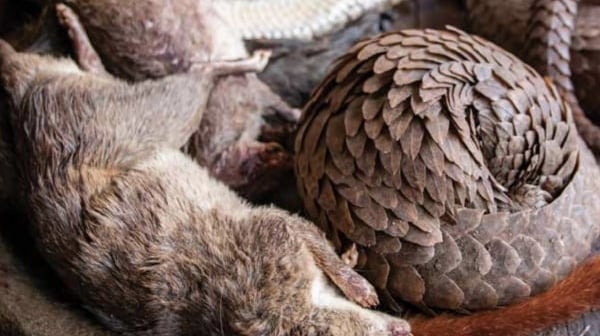 Controlling disease risks in the wildlife trade chain applying WOAH guidelines