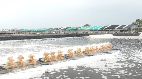 Chủ động phòng, chống nắng nóng kéo dài trong nuôi trồng thủy sản