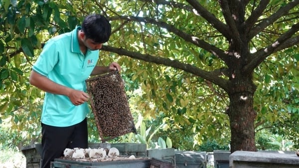 Bí quyết nuôi ong theo mùa hoa tự nhiên