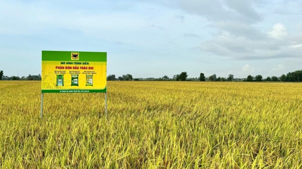 Giải mã cặp đôi ‘Bio & Canxi’-chìa khóa cho canh tác lúa bền vững ở ĐBSCL