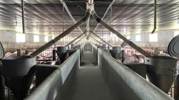 Set up ‘biological shields' to protect livestock