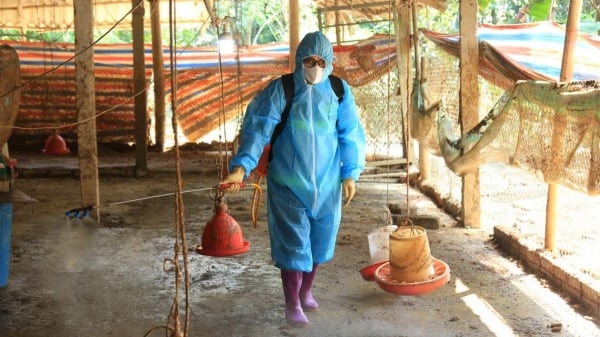 Lào Cai đồng loạt tiêm phòng, khử trùng bảo vệ đàn vật nuôi