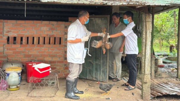Đẩy nhanh tiến độ tiêm phòng bảo vệ đàn vật nuôi dịp cuối năm