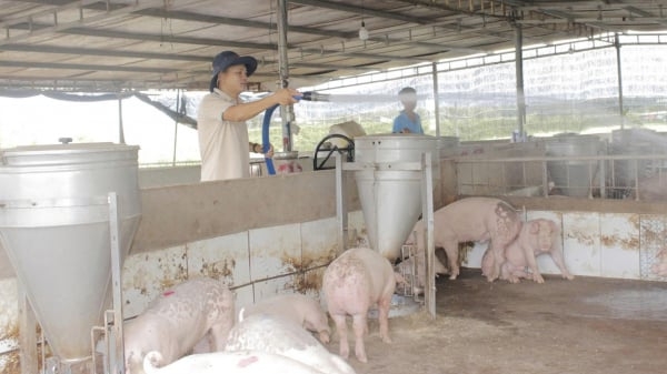 TP.HCM siết phòng dịch, giữ nguồn cung thịt ổn định dịp cuối năm