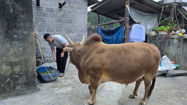 Chuyện chưa kể về thú y cơ sở: [Bài cuối] Đồng bộ hạ tầng chăn nuôi