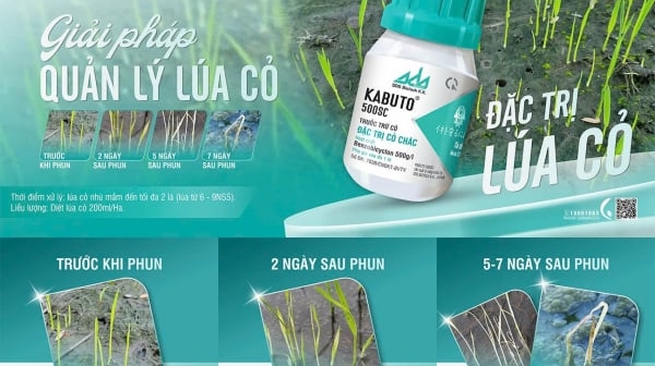 Vì sao lúa cỏ mọc trước lúa sạ?