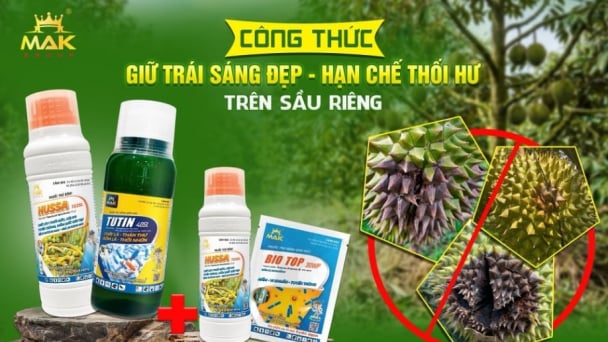 Mak Group - Giải pháp phòng trừ bệnh trên sầu riêng