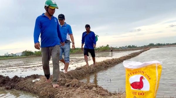 Vụ hè thu mưa nhiều, chọn giải pháp nào quản lý ốc bươu vàng hiệu quả?