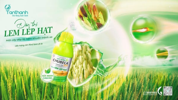 Lá lúa dày và đứng - lợi thế giúp cây khỏe tự nhiên