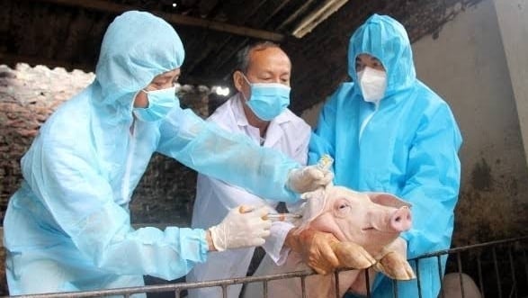 Cảnh báo nguy cơ virus lở mồm long móng chủng SAT-1 xâm nhập Việt Nam