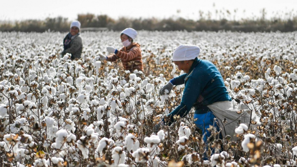 Mỹ trừng phạt 26 công ty Trung Quốc sử dụng bông từ Tân Cương