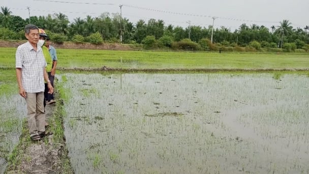 Trà Vinh: Sẽ xuống giống 67.500 ha lúa vụ hè thu 2025