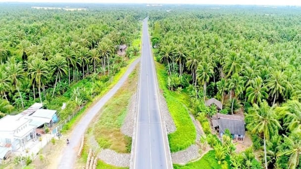 Trà Vinh: Gần 97 ha dừa nhiễm sâu đầu đen