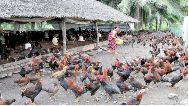 Trà Vinh: Tập trung hỗ trợ 433 hộ nghèo thoát nghèo bền vững