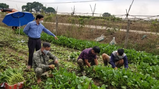 Trăm loại rau màu vùng bãi giúp người dân Gia Lâm làm giàu