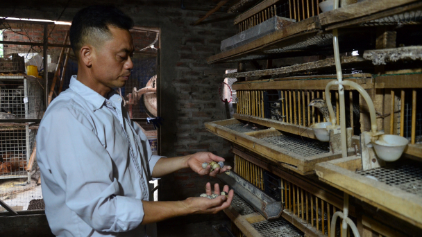 Người thành công với loại gia cầm nuôi nhanh đẻ số một