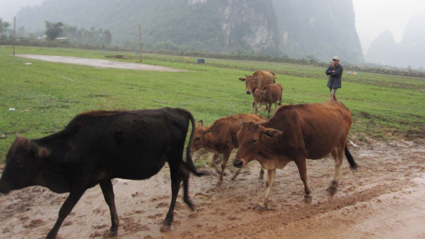 Thoát nghèo nhờ đồng vốn vay