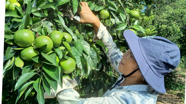 Làm giàu trên vùng đồi hoang