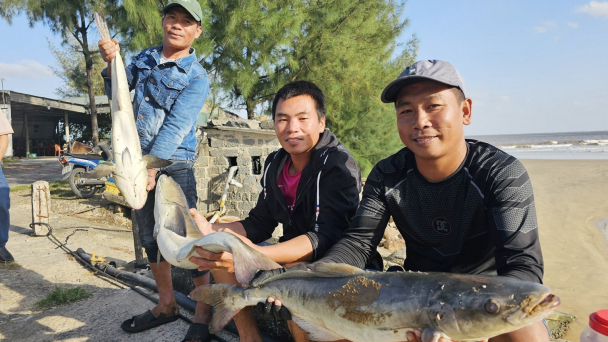 Mở hướng nuôi cá bớp trên biển