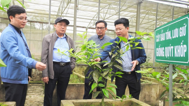 Lấy 'nhất giống' để phát triển cây ăn quả có múi bền vững