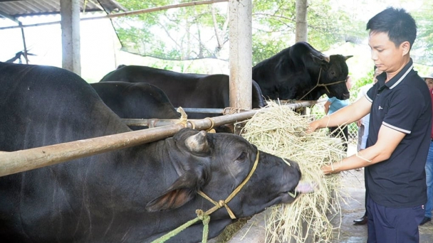 Kinh tế là đòn bẩy xây dựng nông thôn mới ở Triệu Phong