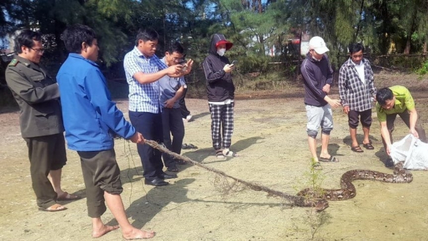 Trăn gấm quý hiếm nặng 25 kg dính lưới