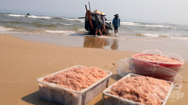Ngư dân được mùa ruốc biển, thu tiền triệu mỗi ngày