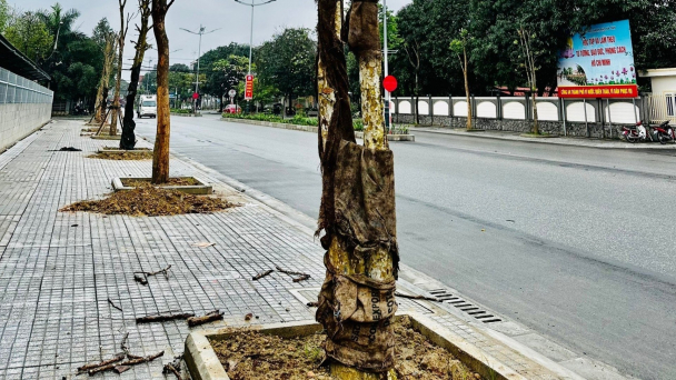 Bộ Công an yêu cầu rà soát các dự án trồng cây xanh tại Hà Tĩnh