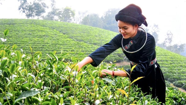 Vinh danh 9 đặc sản chè nổi tiếng của 'Thủ đô gió ngàn'