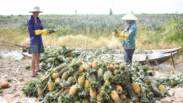 Huyện trồng khóm lớn nhất cả nước về đích nông thôn mới