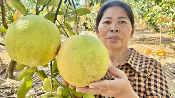 Trở ngại phong trào xây dựng NTM tại Hà Tĩnh: [Bài 4] Tổ khuyến nông cộng đồng hoạt động hiệu quả khiêm tốn