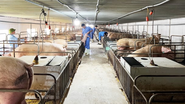 Doanh nghiệp tiên phong sản xuất lợn giống chất lượng cao