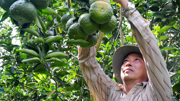 Lê Chánh vùng đất thuần nông hướng đến nông thôn mới kiểu mẫu