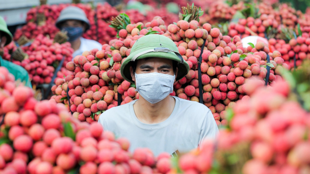 Cấp phép cho hơn 100 thương nhân Trung Quốc sang thu mua vải thiều