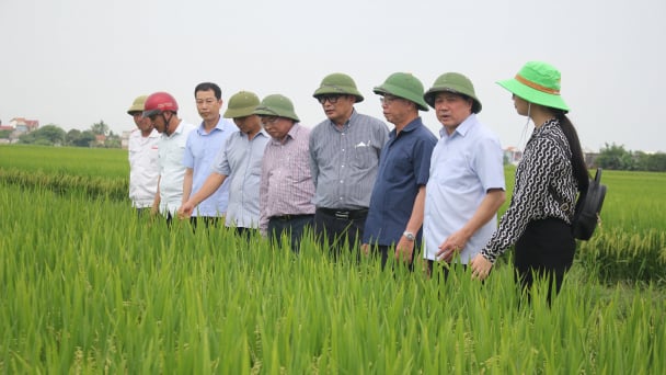 Gieo cấy nhanh nhất vụ hè thu, vụ mùa để tránh rủi ro thời tiết