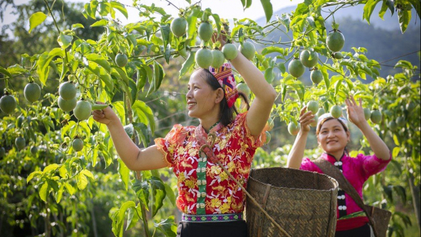 Thêm một loại trái cây Việt Nam được xuất khẩu chính ngạch sang Trung Quốc