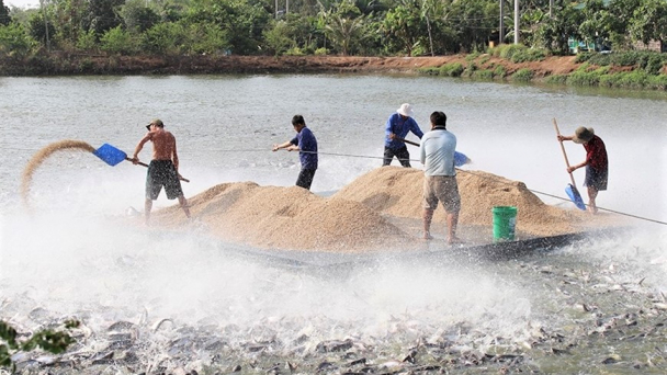 Tiêu chuẩn nước thải cao hơn cả Mỹ gây khó ngành cá tra