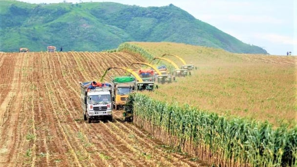 Xây dựng vùng nguyên liệu thức ăn chăn nuôi đạt chuẩn gắn với hợp tác xã