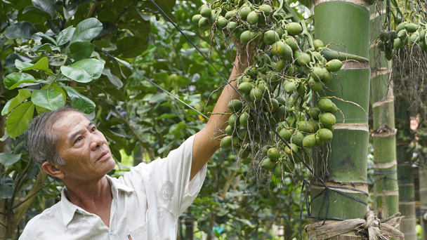 Giá cau giảm sốc, nông dân đứng ngồi không yên
