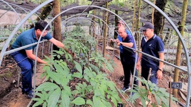 Lai Châu lần đầu tổ chức Hội chợ sâm