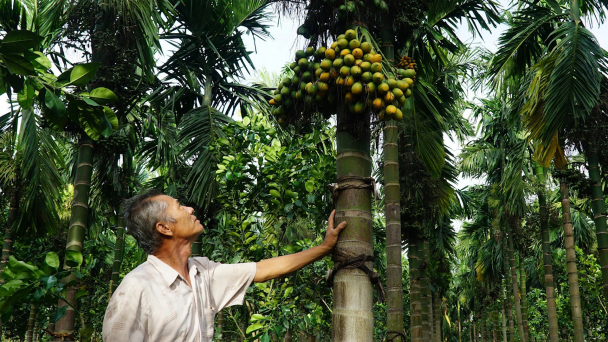 Giá cau giảm 20 lần so với tháng trước