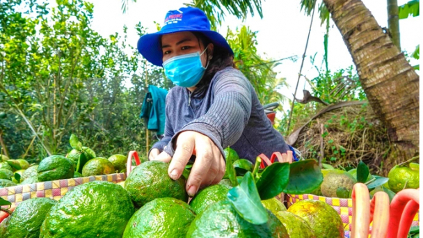 Nông dân lỗ nặng vì cam sành